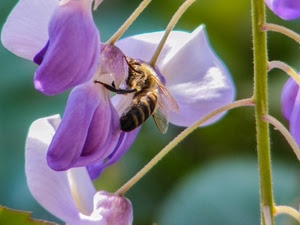 ape, insetto, fiore, viola, macro, ali, fiori