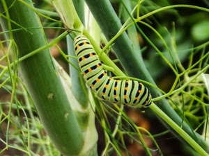verde, bruco, insetto, erba, nero, arancione, steli, piante, foglie, macro, giallo, verme, larva, ramo, strisce, fili