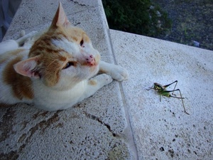 gatto, cavalletta, insetto, orecchie, muso, zampe, occhi, grillo, pelo, verde, naso, bianco, animali, felino, pietra, rosso, animale