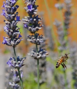 ape, fiori, insetto, viola, macro, ali, lavanda, volare, sfocato, zampe