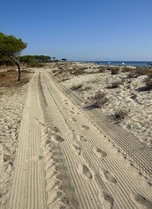 sabbia, mare, spiaggia, orme, tracce, albero, impronte, strada, cielo, alberi