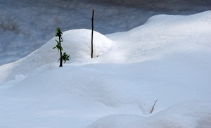 neve, bianco, inverno, rami, verde, pianta, palo, foglie, ramo, montagna