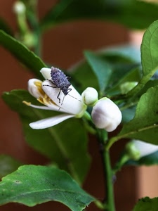 foglie, insetto, fiore, bianco, verde, fiori, pianta