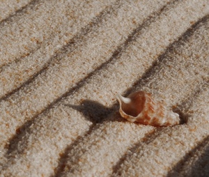 conchiglia, sabbia, spiaggia, granelli, ombra, onde, spirale, solchi, rosa