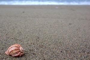sabbia, conchiglia, mare, spiaggia, onde, acqua, grigio, rosa, granelli