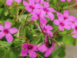 fiori, rosa, insetto, foglie, verde, petali, viola, macro