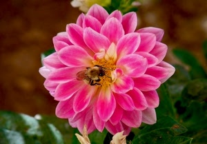 fiore, petali, rosa, ape, insetto, foglie