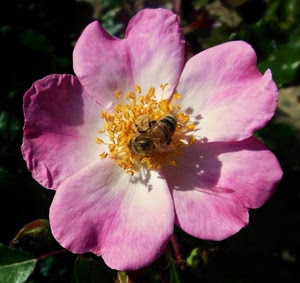 fiore, rosa, ape, petali, giallo, insetto, ombra, cinque, foglie, corolla, verde, pistilli, macro, stami