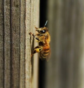 ape, insetto, legno, ali, giallo, zampe, macro