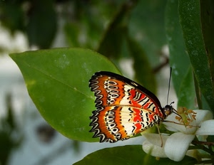 farfalla, insetto, ali, foglie, macro, foglia, verde, fiore