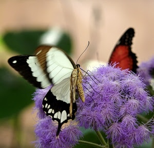 fiore, ali, farfalla, viola, insetto, rosso, insetti, antenne