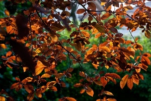 foglie, autunno, verde, rami, marrone, arancione, ramo, natura, albero, controluce, arancio