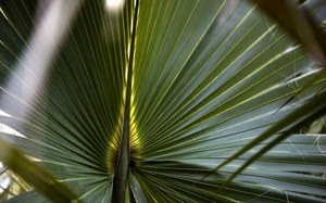 verde, foglia, luce, foglie, palma, pianta, prospettiva, ventaglio, natura, macro, giallo, fili