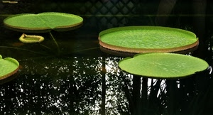 foglie, acqua, verde, riflesso, stagno, ninfee, riflessi