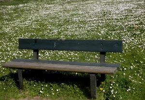 panchina, legno, fiori, prato, margherite, erba, verde, bianco
