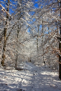 neve, alberi, inverno, rami, bianco, sentiero, cielo, bosco