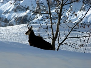 albero, neve, animale, montagna, inverno, corna, bianco, rami, capriolo, cervo, camoscio, montagne