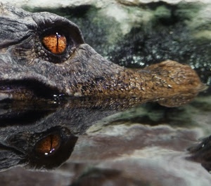 acqua, coccodrillo, riflesso, occhio, muso, occhi, animale, alligatore, rettile, riflessi