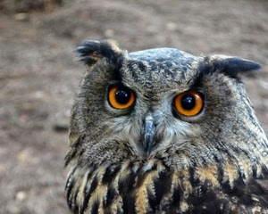 occhi, gufo, rapace, becco, piume, uccello, penne, grigio, orecchie, animali, animale, nero, pennuto, pupille, uccelli