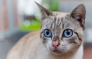 gatto, occhi, orecchie, muso, baffi, azzurri, azzurro, felino, animale