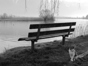 panchina, gatto, fiume, bianconero, acqua, alberi, lago