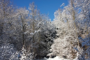 alberi, inverno, neve, rami, bianco, cielo, brina