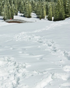 neve, ponte, alberi, bianco, verde, inverno, impronte, persone, bosco, orme, montagna, tracce, abeti