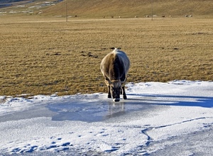 mucca, neve, acqua, prato, montagna, bere, sale, animale, bianco