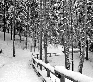 neve, alberi, staccionata, sentiero, inverno, bosco, bianconero, rami, bianco, strada, legno
