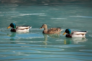 acqua, tre, anatre, uccelli, papere, piume, germani, becco, lago, riflessi, animali
