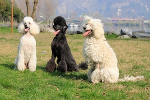 cani, tre, nero, bianco, prato, lago