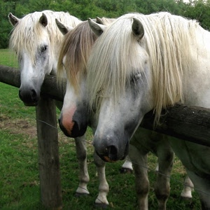 tre, cavalli, staccionata, criniera, animali, erba, criniere, verde, bianchi, bianco