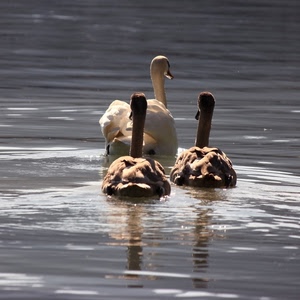 acqua, cigni, tre, lago, bianco, piume, famiglia, riflessi, animali