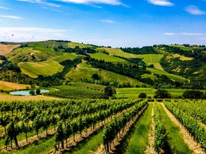 alberi, verde, colline, laghetto, campagna, nuvole, cielo, viti, azzurro, filari, campi, vigneto, collina, panorama, coltivazioni, erba, piante, vigneti, lago, paesaggio, vigna