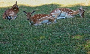 erba, prato, animali, tre, verde, cerbiatti, ombra, daini