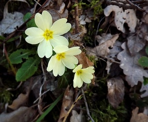 foglie, fiori, giallo, tre, petali, verde, primule, secche, rami, pianta, fiore, primavera, natura, bianco