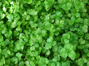 foglie, verde, prezzemolo, erba, cespuglio, piantine