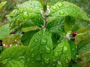foglie, verde, gocce, acqua, coccinella, pioggia, macro, rugiada, insetto