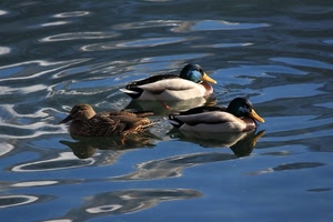acqua, tre, anatre, riflessi, animali, becco, piume, uccelli, lago, volatili