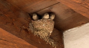 nido, tre, uccelli, rondini, legno, uccellini, tetto, soffitto, trave, animali, travi