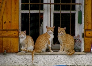 gatti, finestra, tre, davanzale, vetri, arancione, grata, persiane, sbarre, animali