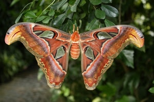 ali, farfalla, foglie, insetto, arancione, colori