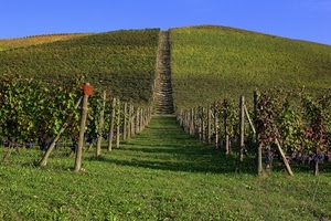 collina, vigneto, filari, verde, pali, vigna, uva, vigneti, viti, prospettiva