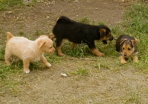 tre, cuccioli, cani, animali, erba, cagnolini, zampe, prato