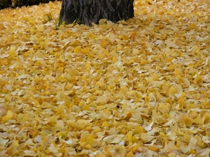 foglie, autunno, giallo, tronco, albero, gialle