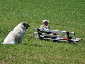 cane, panchina, prato, uomo, erba, verde, cappello