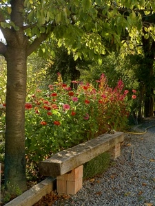 fiori, panchina, foglie, tronco, albero, verde, piante, alberi, giardino, legno, rosso, panca, mattoni, trave, rossi, ghiaia, rami, tubo, ombra