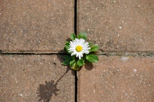 margherita, foglie, fiore, petali, ombra, bianco, mattonelle, verde, piastrelle, fughe, giallo, incrocio, cemento, corolla, fessure