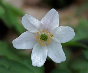 bianco, fiore, petali, giallo, verde, pistilli, corolla, macro, natura, stami, pistillo, anemone, sfocato, sei