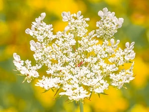 bianco, giallo, petali, fiori, fiore, verde, sfocato, natura, macro, corolle, fioritura, primavera, stelo, sfondo, corolla